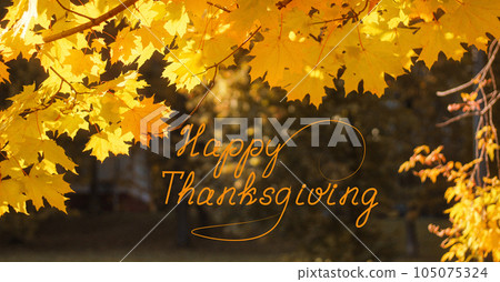 Golden maple leaves on a dark natural background. Autumn frame. Banner. Thanksgiving lettering Golden maple leaves on a dark natural background. Autumn frame. Banner. Thanksgiving lettering 105075324