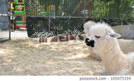 a llama in a contact zoo, live in captivity, a national park, a white llama, a llama on a livestock farm, an alpaca or a llama in a pen a llama in a contact zoo, live in captivity, a national park, a white llama, a llama on a livestock farm, an alpaca or a llama in a pen 105075334