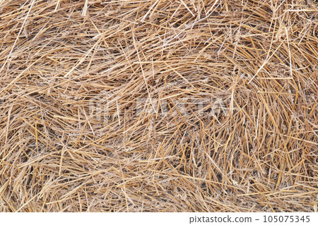 straw background texture, straw, dry grass, dried straw after harvest straw background texture, straw, dry grass, dried straw after harvest 105075345