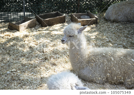 a llama in a contact zoo, live in captivity, a national park, a white llama, an alpaca or a llama in a pen, a llama on a livestock farm a llama in a contact zoo, live in captivity, a national park, a white llama, an alpaca or a llama in a pen, a llama on a livestock farm 105075349