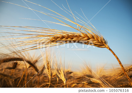 Ripe barley spikelet on summer barley field Ripe barley spikelet on summer barley field 105076316