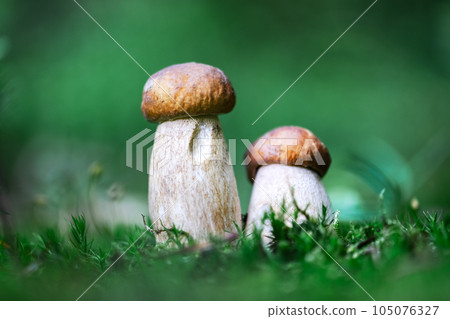 Two white mushroom porcini boletus Two white mushroom porcini boletus 105076327
