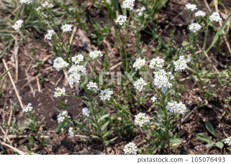 Hoary alyssum plant in bloom in summer, Berteroa incana, selective focus. Hoary alyssum plant in bloom in summer, Berteroa incana, selective focus. 105076493