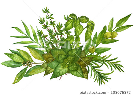 Watercolor herb illustration. A bunch of fresh culinary and medicinal herbs. Floral design for wedding invitations, greeting cards, prints, postcards, social media posts. Sage, rosemary, thyme, basil. 105076572