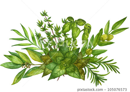 Watercolor herb illustration. A bunch of fresh culinary and medicinal herbs. Floral design for wedding invitations, greeting cards, prints, postcards, social media posts. Sage, rosemary, thyme, basil. Watercolor herb illustration. A bunch of fresh culinary and medicinal herbs. Floral design for wedding invitations, greeting cards, prints, postcards, social media posts. Sage, rosemary, thyme, basil. 105076573