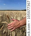 Wheat sprouts in a farmer's hand.Farmer Walking Through Field Checking Wheat Crop 105077367