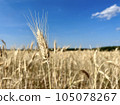 Close-up of wheat ears, a field of wheat on a summer day. Harvesting period. Spikelets of wheat on a wheat field. Selective focus. 105078267