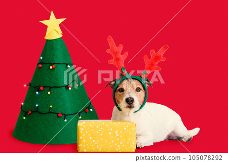 Christmas card with cute dog wearing Rudolf reindeer antlers lying next to festive tree and gift box Christmas card with cute dog wearing Rudolf reindeer antlers lying next to festive tree and gift box 105078292