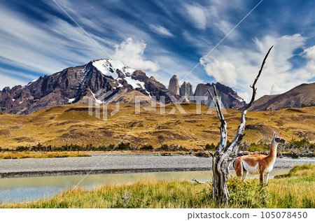 Torres del Paine, Patagonia, Chile 105078450
