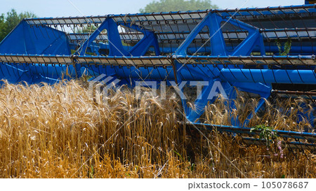 A combine harvester mows ripe wheat in the field. Grain harvesting 105078687