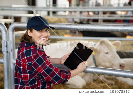 Woman farmer with tablet at a dairy farm. Herd management 105078812