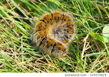 Macrothylacia rubi caterpillar in green grass 105078829