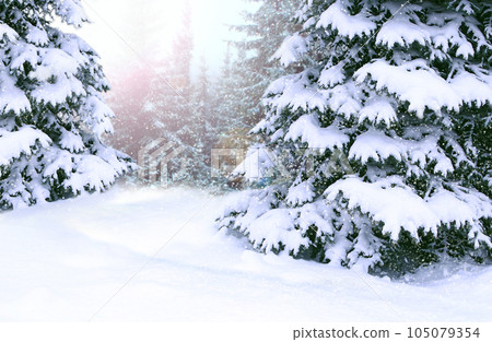 Spruces covered with snow. Beautiful winter forest. Happy Christmas eve Spruces covered with snow. Beautiful winter forest. Happy Christmas eve 105079354