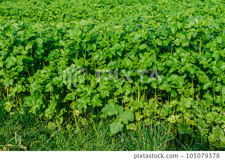 Close up of fresh thick grass with water drops in the early morning. Closeup of lush uncut green grass with drops of dew in soft morning light 105079378