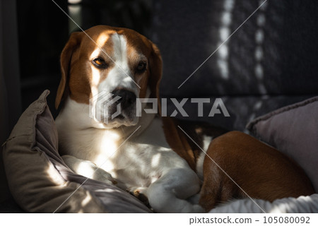 Beagle dog tired sleeps on a couch in sun rays. Beagle dog tired sleeps on a couch in sun rays. 105080092