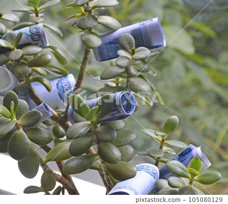 money tree in a flower pot and Russian rubles on the leaves 105080129