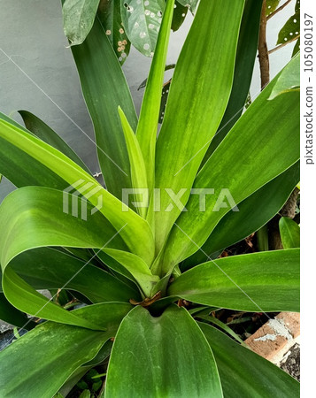 Close up of giant crinum lily plant Close up of giant crinum lily plant 105080197