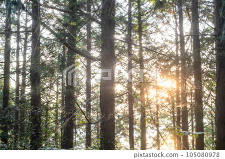 Image of growing cedar 105080978
