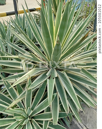 Close up of sisal hemp plant  105081012