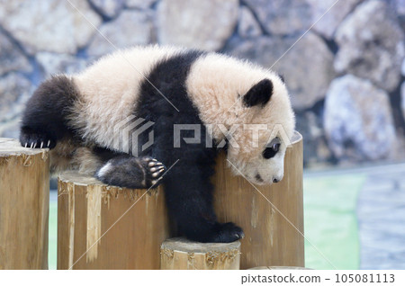 Yuhama taking a walk on the playground equipment 105081113