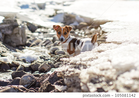 Small Jack Russell terrier plays by the river where snow melts on the sun 105081142