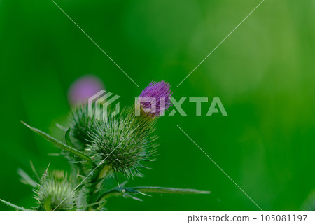 Flower bud 105081197