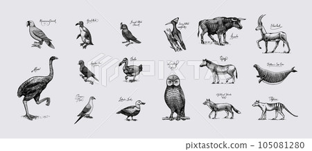 Extinct species. Wild mammal animals and birds. Dodo, Moa, Tasmanian wolf, Quagga. Aurochs. Blue 105081280