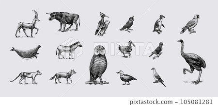 Extinct species. Wild mammal animals and birds. Dodo, Moa, Tasmanian wolf, Quagga. Aurochs. Blue 105081281