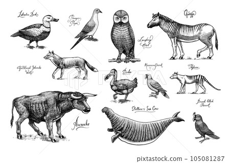 Extinct species. Wild mammal animals and birds. Dodo, Moa, Tasmanian wolf, Quagga. Aurochs. Blue 105081287