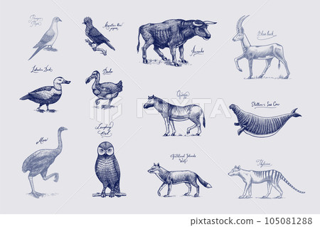 Extinct species. Wild mammal animals and birds. Dodo, Moa, Tasmanian wolf, Quagga. Aurochs. Blue 105081288