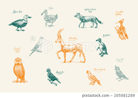 Extinct species. Wild mammal animals and birds. Dodo, Moa, Tasmanian wolf, Quagga. Aurochs. Blue 105081289