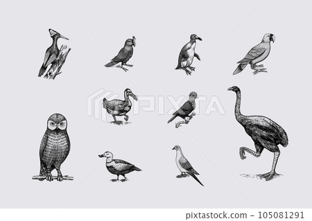 Extinct species. Wild mammal animals and birds. Dodo, Moa, Tasmanian wolf, Quagga. Aurochs. Blue 105081291