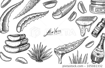 Aloe vera set. Sketch of Plant and bunch and leaves. Ingredient for herbal medicine or cosmetics Aloe vera set. Sketch of Plant and bunch and leaves. Ingredient for herbal medicine or cosmetics 105081332