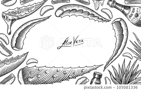 Aloe vera set. Sketch of Plant and bunch and leaves. Ingredient for herbal medicine or cosmetics Aloe vera set. Sketch of Plant and bunch and leaves. Ingredient for herbal medicine or cosmetics 105081336
