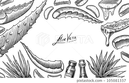 Aloe vera set. Sketch of Plant and bunch and leaves. Ingredient for herbal medicine or cosmetics Aloe vera set. Sketch of Plant and bunch and leaves. Ingredient for herbal medicine or cosmetics 105081337