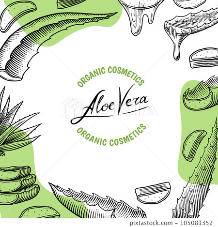Aloe vera poster or banner. Sketch of Plant and bunch. Ingredient for herbal medicine or cosmetics Aloe vera poster or banner. Sketch of Plant and bunch. Ingredient for herbal medicine or cosmetics 105081352