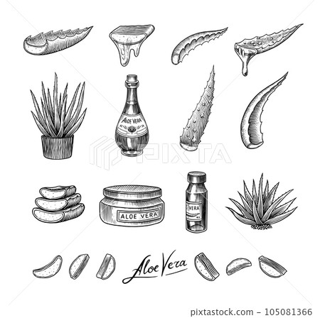 Aloe vera set. Sketch of Plant and bunch and leaves. Ingredient for herbal medicine or cosmetics Aloe vera set. Sketch of Plant and bunch and leaves. Ingredient for herbal medicine or cosmetics 105081366