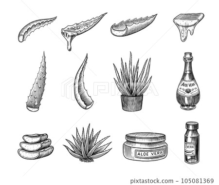 Aloe vera set. Sketch of Plant and bunch and leaves. Ingredient for herbal medicine or cosmetics 105081369