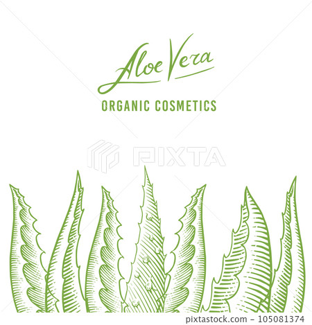 Aloe vera poster or banner. Sketch of Plant and bunch. Ingredient for herbal medicine or cosmetics Aloe vera poster or banner. Sketch of Plant and bunch. Ingredient for herbal medicine or cosmetics 105081374