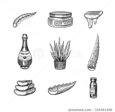 Aloe vera set. Sketch of Plant and bunch and leaves. Ingredient for herbal medicine or cosmetics 105081400
