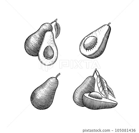 Tropical avocado. Set of evergreen fruit plant. Cosmetics for skin care. Organic oil in the bottle Tropical avocado. Set of evergreen fruit plant. Cosmetics for skin care. Organic oil in the bottle 105081436