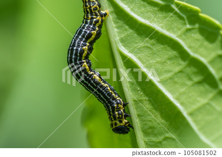 Larva 105081502