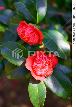 4788 茶花東番錦 4788 茶花東番錦 105081638