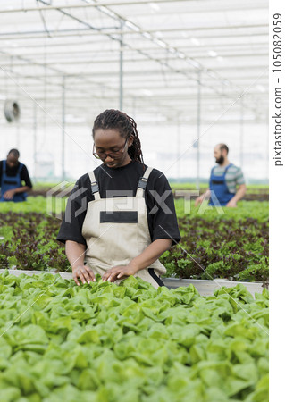 African american farm worker using organic method of eliminating harmful pests from green lettuce hydroponic plantation crops without using pesticides. Eco friendly sustainable greenhouse African american farm worker using organic method of eliminating harmful pests from green lettuce hydroponic plantation crops without using pesticides. Eco friendly sustainable greenhouse 105082059