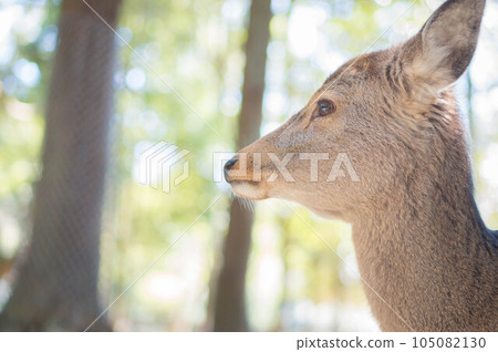 A wild deer with a calm expression that lives in the forest of Nara Kasuga Taisha Shrine 105082130