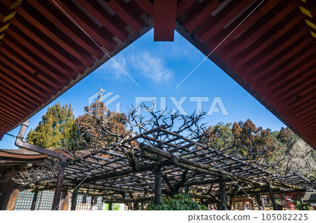 春天的藍天仰望奈良春日大社的花園 春天的藍天仰望奈良春日大社的花園 105082225