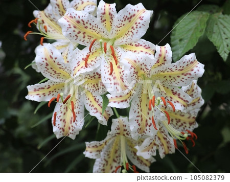 《Four Seasons Forest Park》Yuri blooming on the mountain 105082379