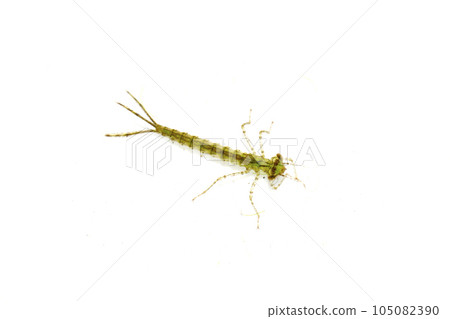 Larva of the damselfly family, probably a black dragonfly 105082390