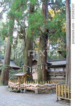 Takachiho Shrine sacred tree Takachiho Shrine sacred tree 105082587