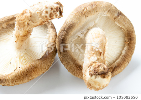 Shiitake (raw shiitake). Viewed from the back side of the umbrella (where there are folds). (white background) 105082650